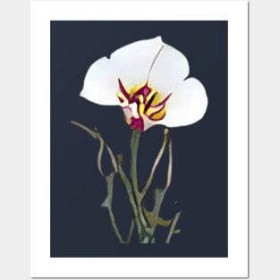 Sego Lily Posters and Art